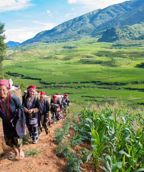 Local Vietnam Experiences - Fansipan Trekking Tour: A 1-Day Adventure To The Roof Of Indochina