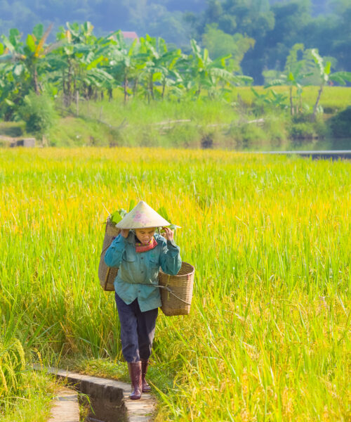 Mai Chau Day Tour: A Journey into Vietnam's Serene Countryside