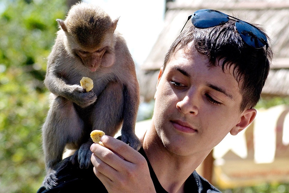 Monkey-Island-enjoys-cool-weather-throughout-the-year