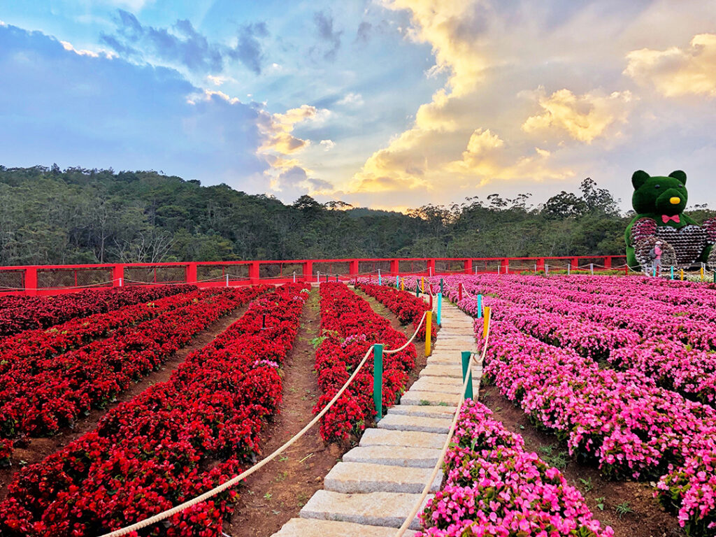 cánh đồng hoa hồng đà lạt